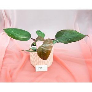 Pink Princess Philodendron 4" US Seller | RARE Pot